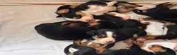 Grande Bovaro Svizzero cani in vendita: Grandi cuccioli di cane svizzero - Annuncio 6