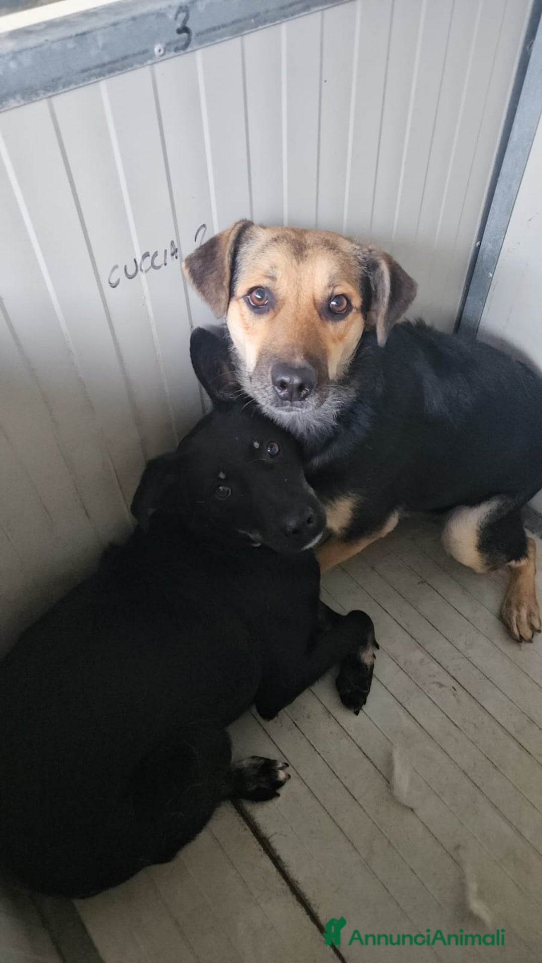 Meticcio cani in regalo: Andrea: 1anno taglia contenuta timido dolce  a Città Metropolitana di Genova - Immagine 21