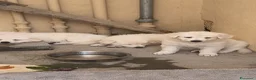 Pastore Svizzero cani in vendita: Adorabili cuccioli di pastore svizzero a Provincia di Bergamo - Annuncio 14