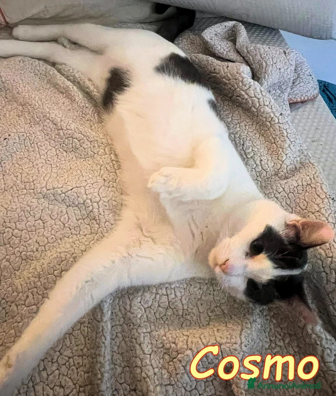 Europeo gatti in regalo: Cosmo, il micetto più #dolce del mondo❤️ - Annuncio 2