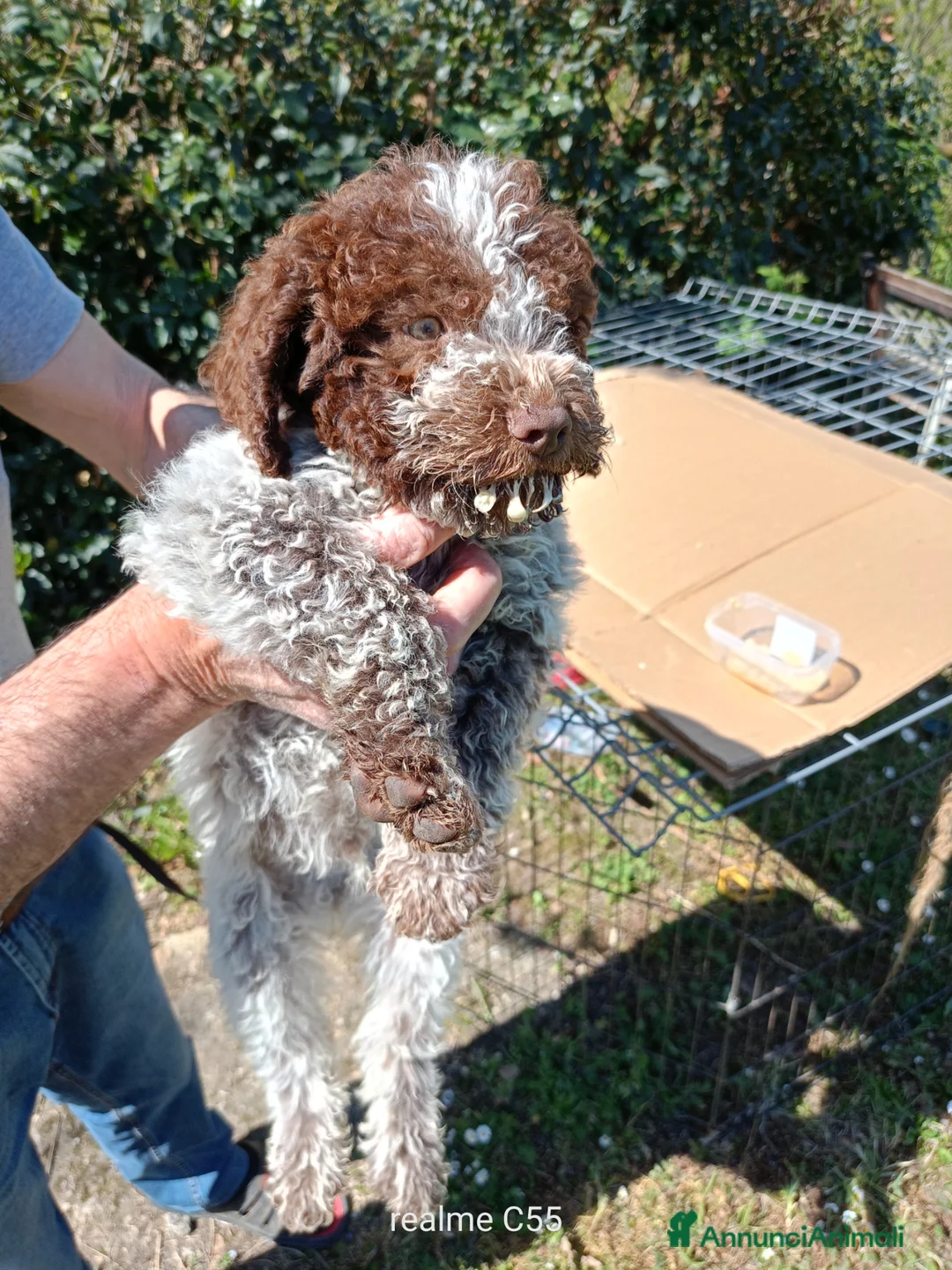 Lagotto cani in vendita: Lagotto - Annuncio 4