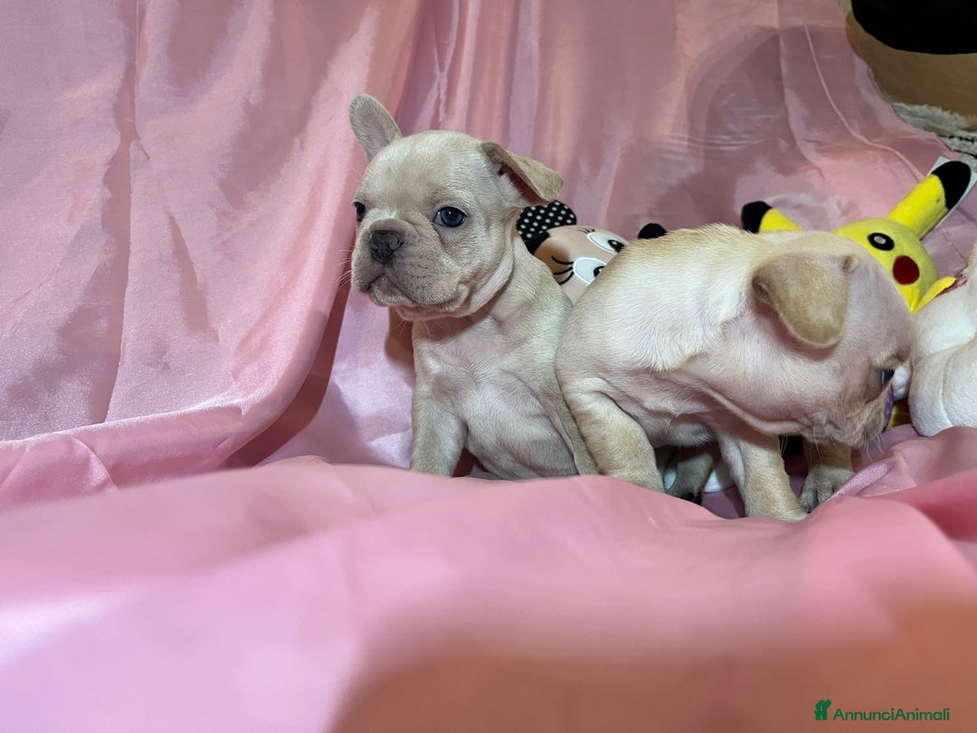 Bulldog Francese cani in vendita: Cuccioli bulldog francese esotico - Annuncio 5