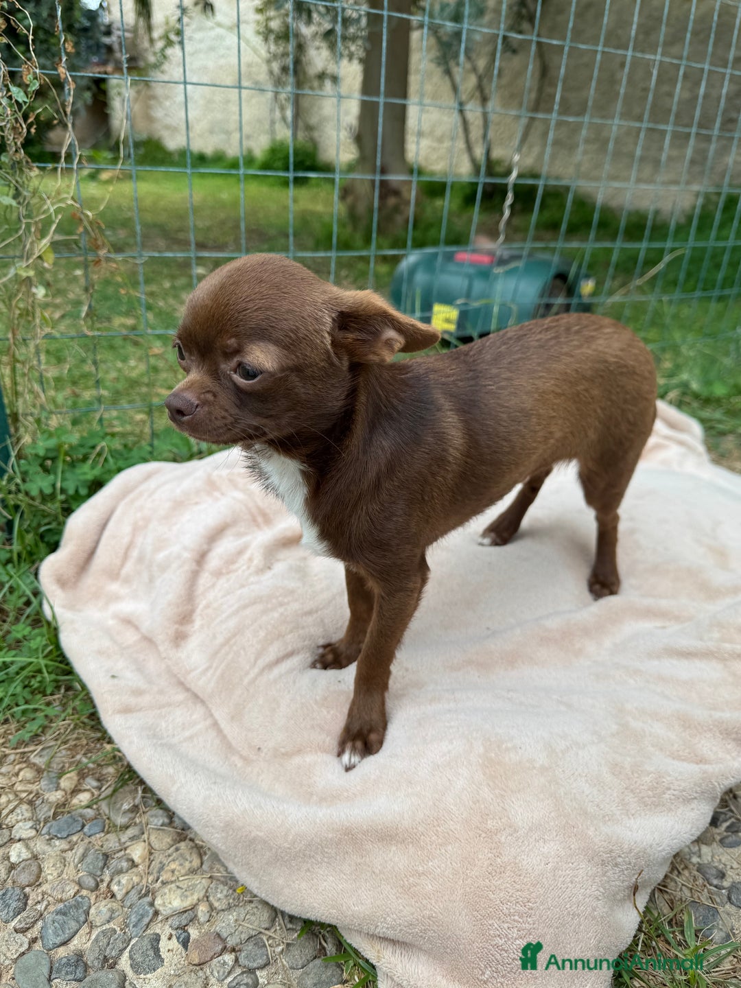 Chihuahua cani in vendita: Chihuahua maschio con pedigree Enci - Annuncio 4