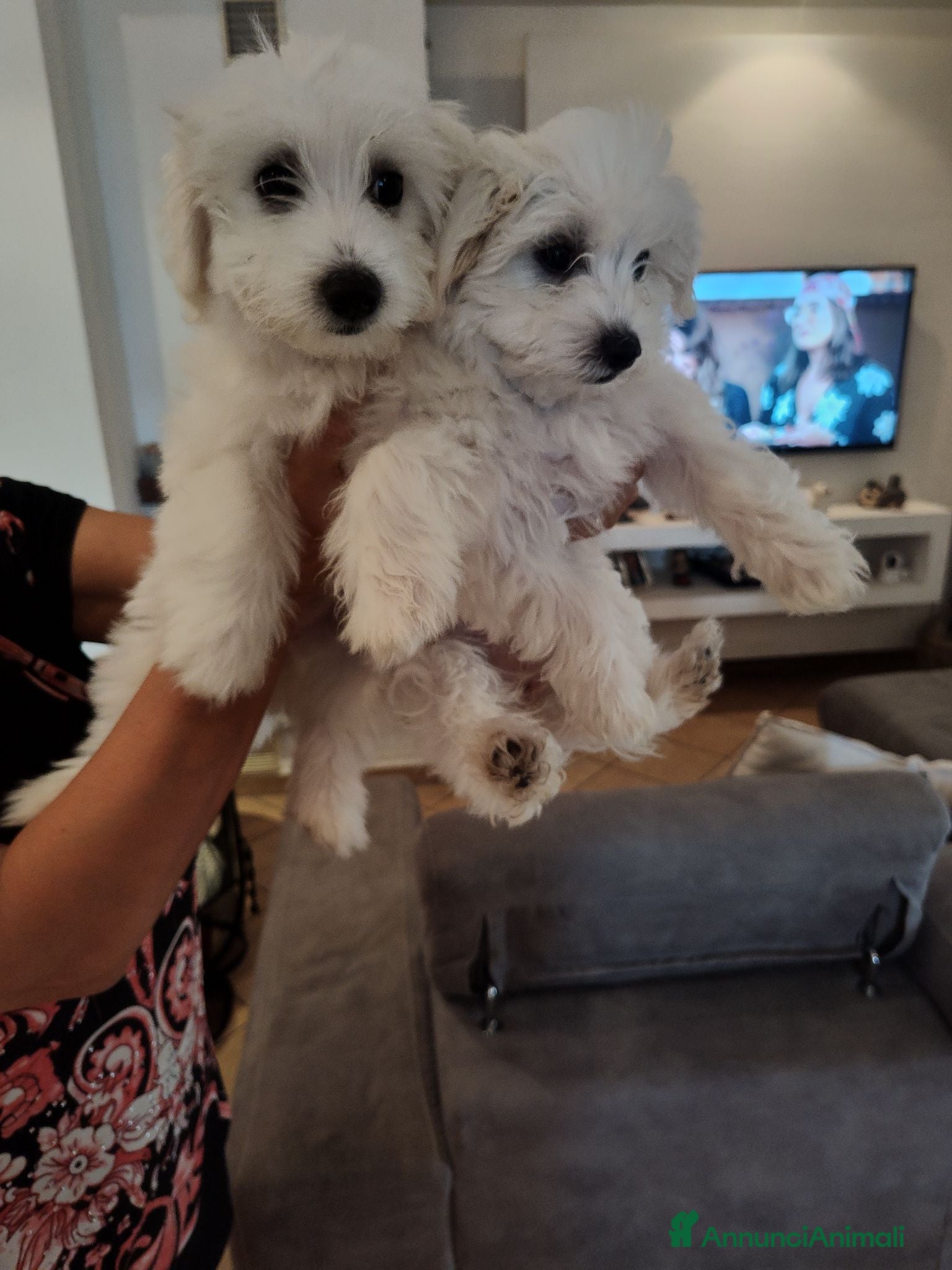 Maltese cani Vendita 2 Maltesi femmine a Gubbio  - Annuncio 1