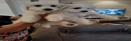 Maltese cani in vendita: Vendita 2 Maltesi femmine a Gubbio  - Annuncio 1