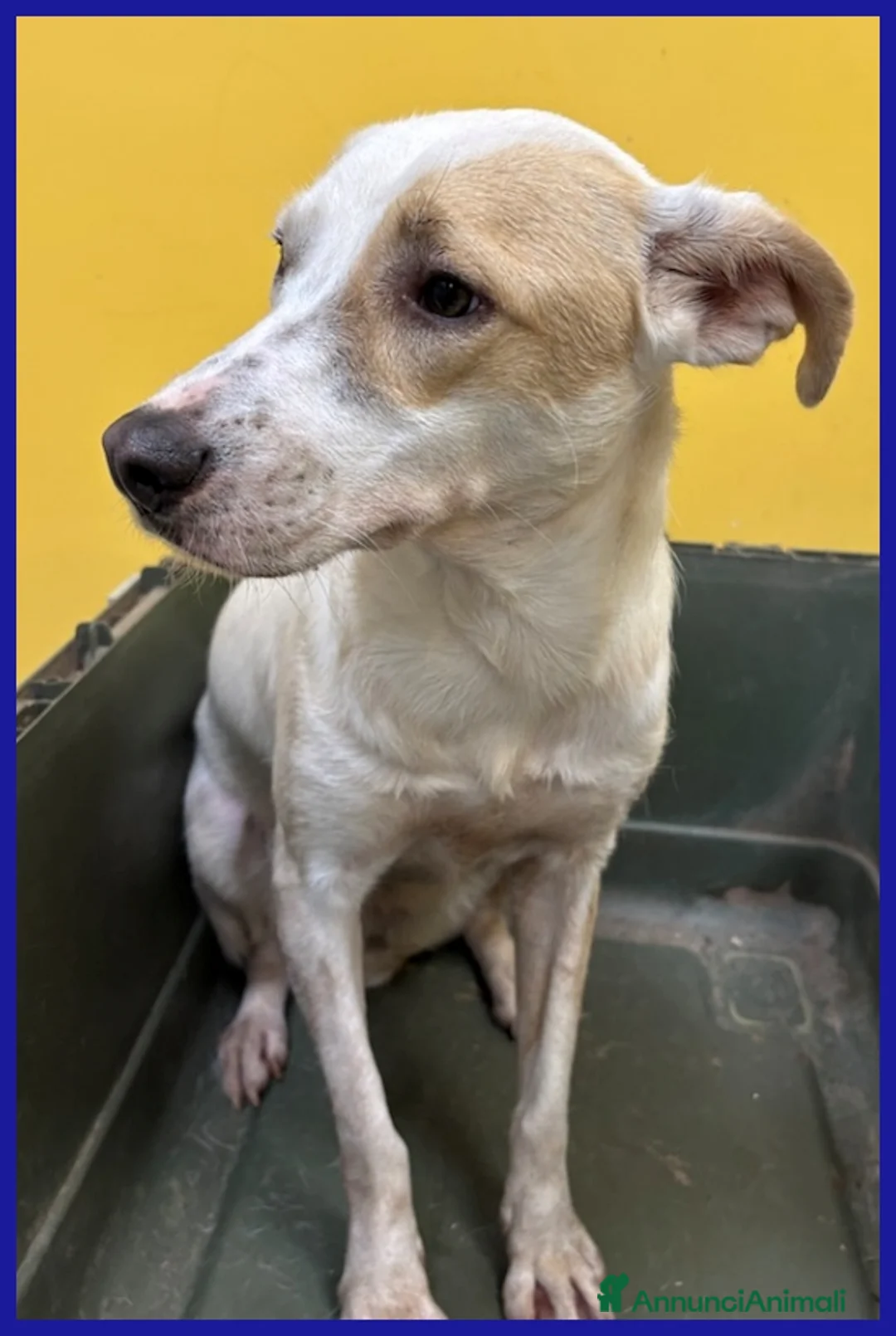 Meticcio cani in regalo: CALU' TENERA CAGNOLINA 2 ANNI,SALVATA DALLA GABBIA - Annuncio 15