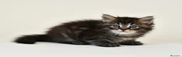 Siberiano gatti in vendita: Cuccioli di gatto Siberiano con pedigree Anfi - Annuncio 5