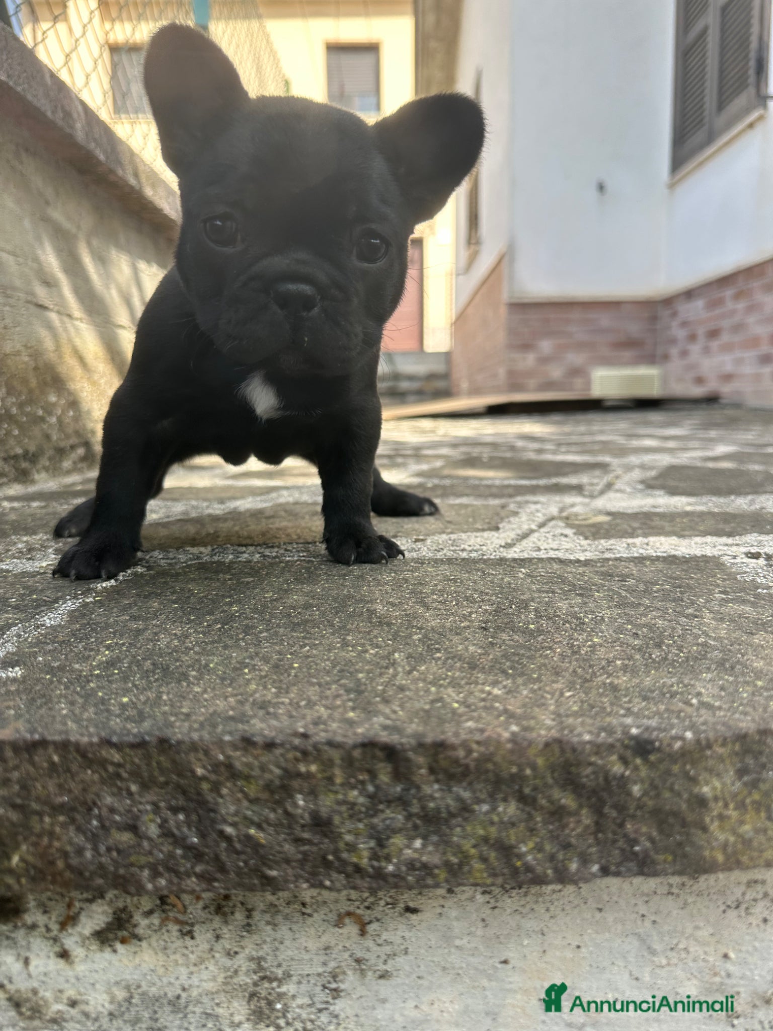 Bulldog Francese cani in vendita: bulldog francese blue occhi celesti, merlè, 2 nere - Annuncio 27