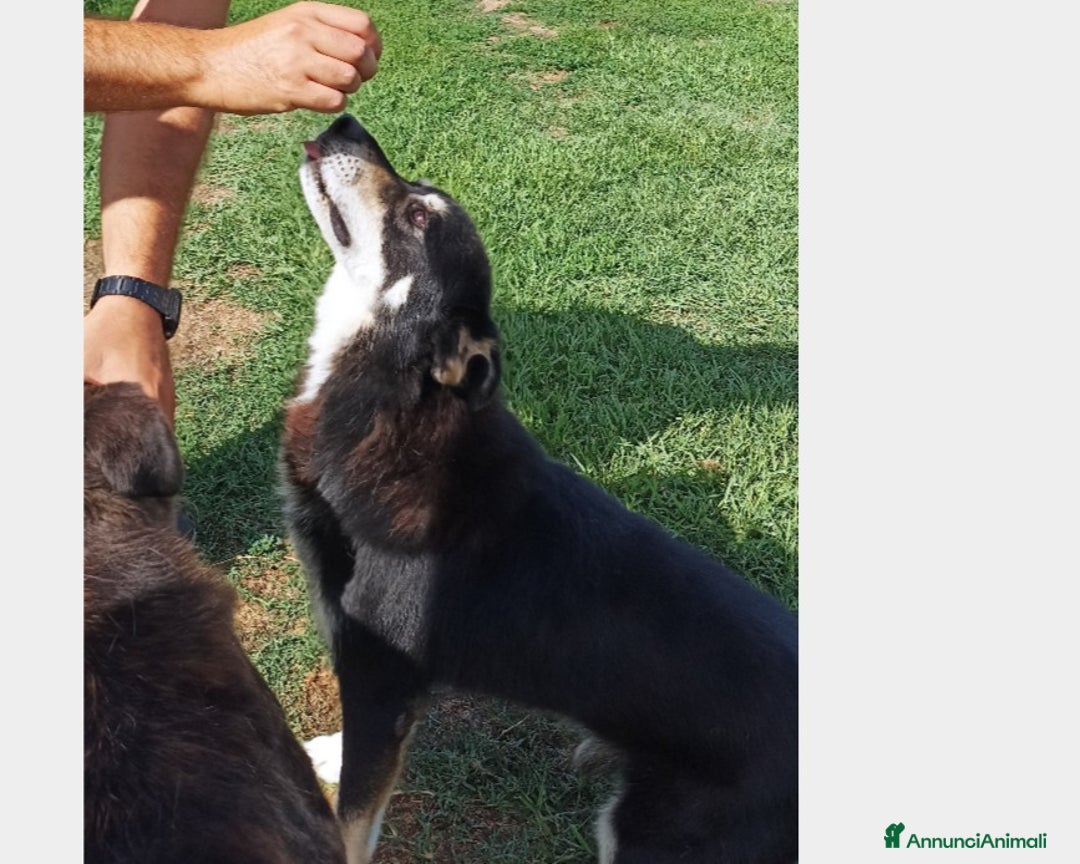 Meticcio cani in regalo: Old Tom, una casa per lui, non può più aspettare a Latina - Annuncio 3