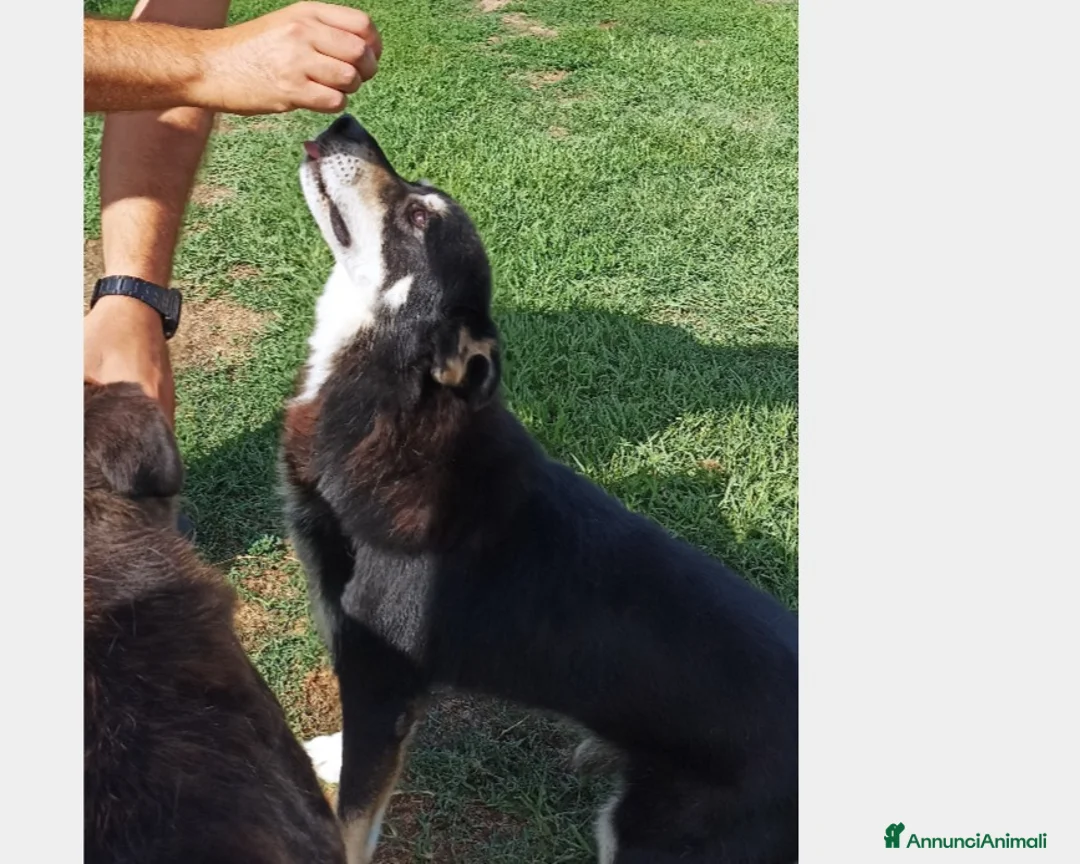 Meticcio cani in regalo: Old Tom, una casa per lui, non può più aspettare a Latina - Annuncio 3