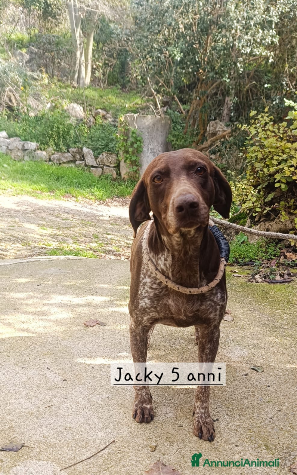 Bracco cani Cagnolina bracco tedesco - Annuncio 1