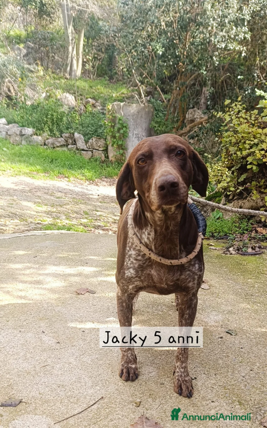 Bracco cani in regalo: Cagnolina bracco tedesco - Annuncio 1