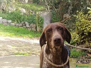 Bracco cani Cagnolina bracco tedesco - Annuncio 8