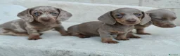 Bassotto cani in vendita: Bassotti cuccioli  - Annuncio 4
