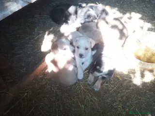 Meticcio cani Regalo - Annuncio 1
