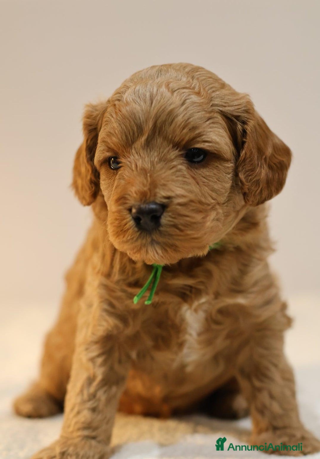 Meticcio cani in vendita: Cuccioli di F1BB Cavapoo Rosso & Crema - Annuncio 36