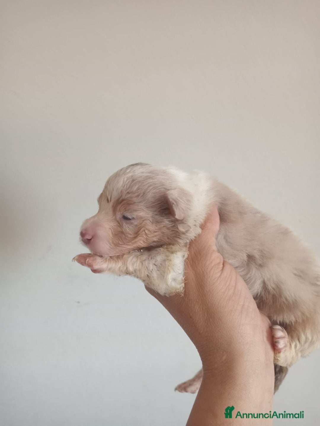 Australian Shepherd cani in vendita: Cuccioli di pastore australiano a Provincia di Ferrara - Immagine 1