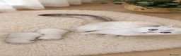Scottish gatti in vendita: Scottish fold e straight - Annuncio 2