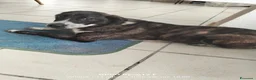 Meticcio cani in regalo: Cucciola affettuosissima a Libero consorzio comunale di Ragusa - Annuncio 5