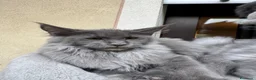 Maine Coon gatti in vendita: Cucciola di razza Maine Coon con pedigree AFeF - Annuncio 7