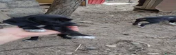 Setter Inglese cani in regalo: Spendidi cuccioli di setter inglese (Catania) - Annuncio 6