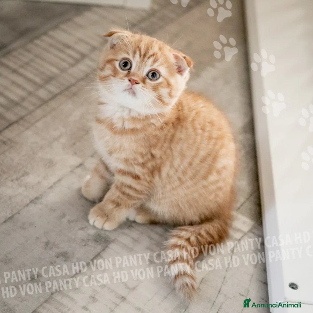 Scottish gatti in vendita: Maschietti Scottish Fold - Annuncio 6