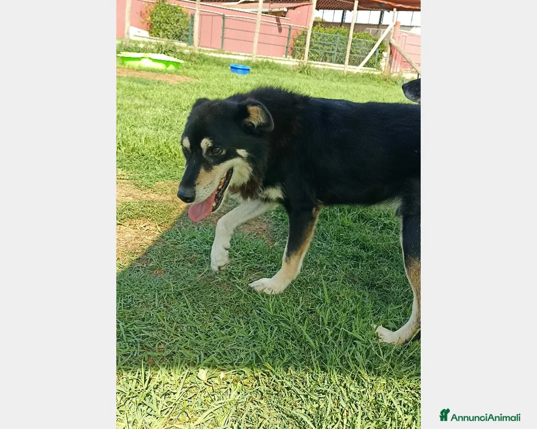 Meticcio cani in regalo: Old Tom, una casa per lui, non può più aspettare a Latina - Annuncio 2