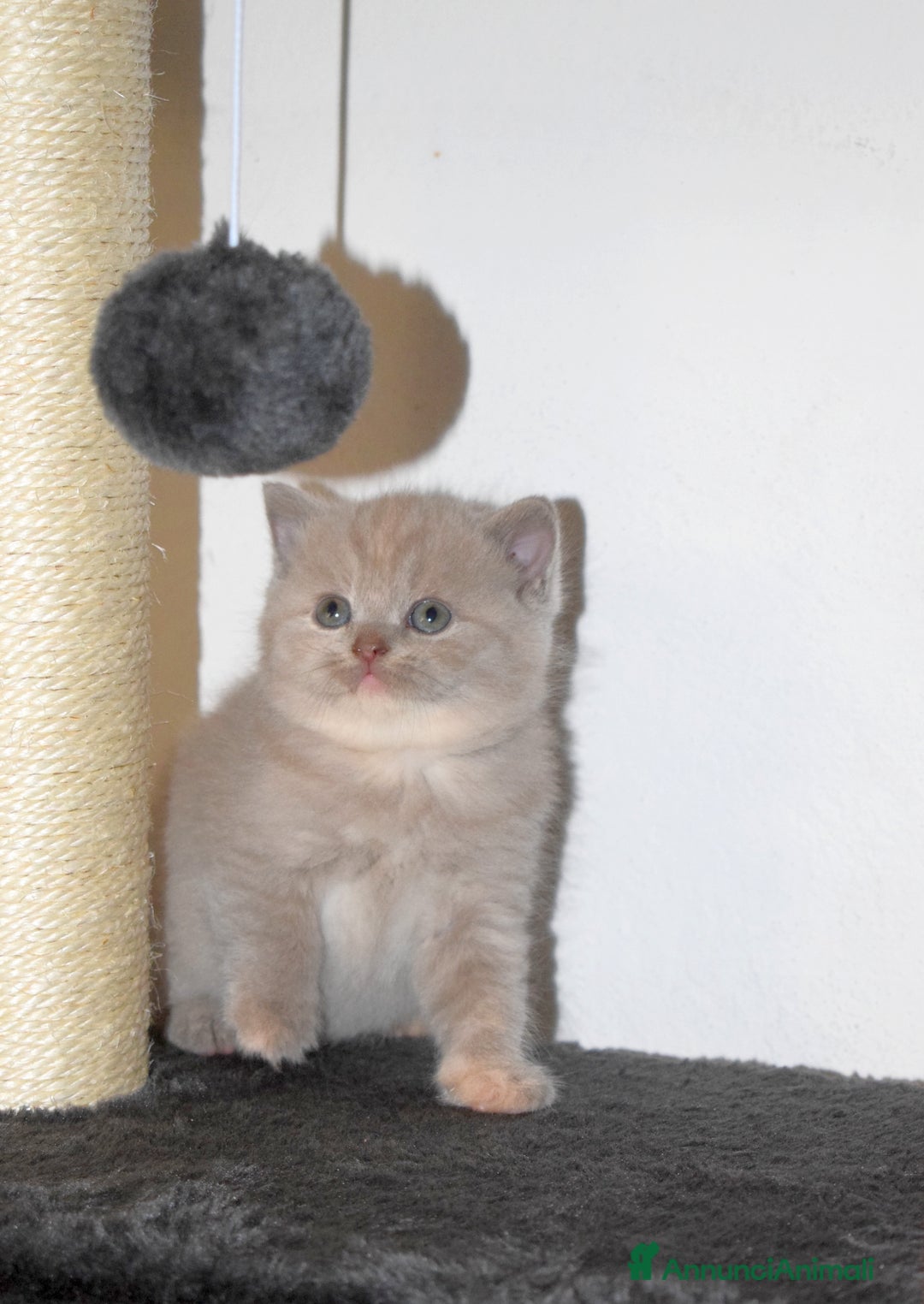 Scottish gatti in vendita: Scottish fold e straight - Annuncio 5