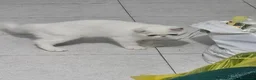 Exotic Shorthair gatti in vendita: GATTINI EXOTIC SHORTHAIR  a Provincia di Monza e della Brianza - Annuncio 4