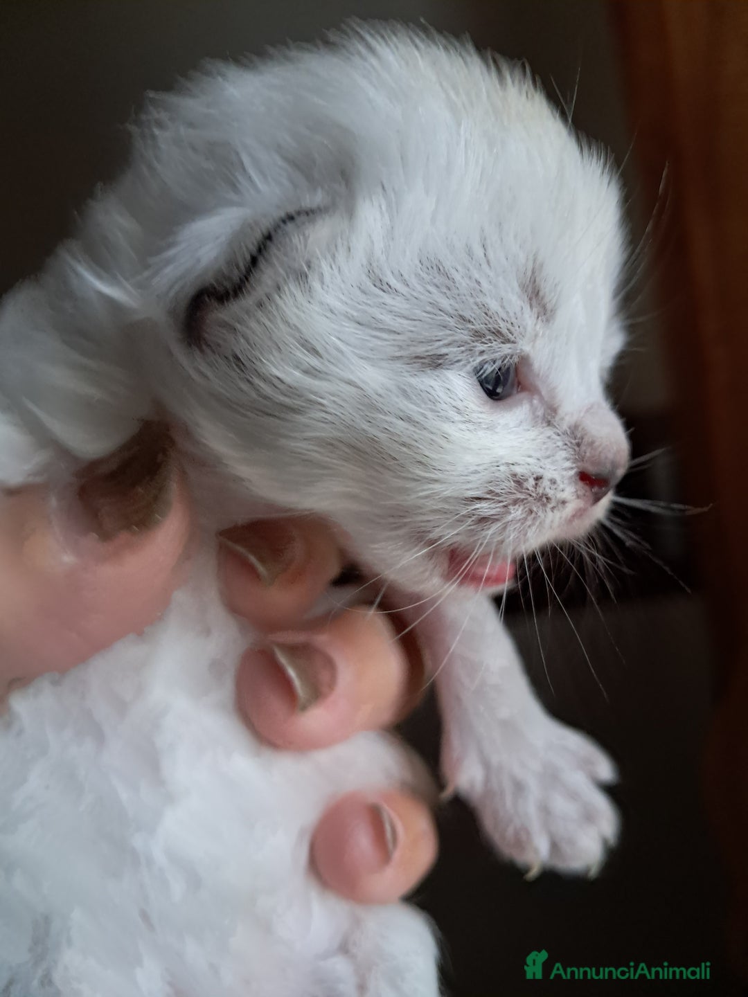 Siberiano gatti in vendita: Cucciola Siberiana neva  - Annuncio 5