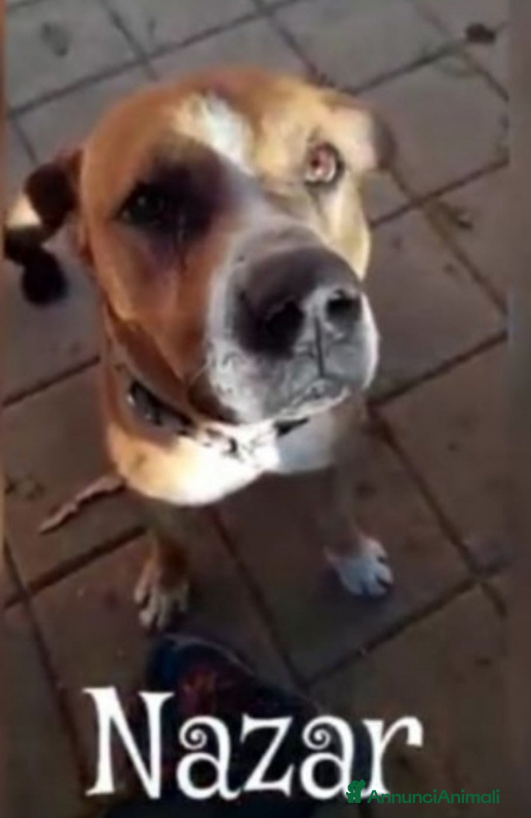 Pitbull cani in regalo: Nazar Pitbull 1vita a catena,BUON CARATTERE.ROMA a Città metropolitana di Milano - Immagine 1
