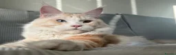 Maine Coon gatti in vendita: Prenotazione cuccioli Maine Coon  - Annuncio 4
