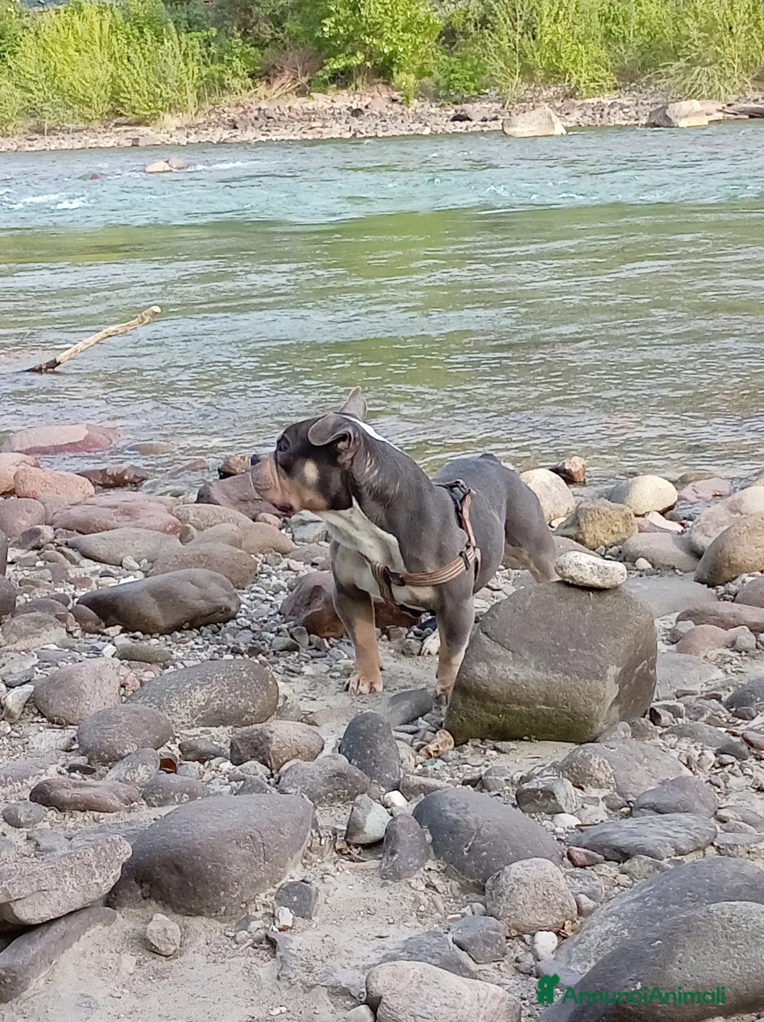 American Bully cani in regalo: Per problemi familiare a Provincia autonoma di Bolzano - Alto Adige - Annuncio 2