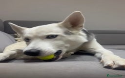 Alaskan Malamute cani in regalo: Bellissimo simil husky cerca casa - Immagine 1