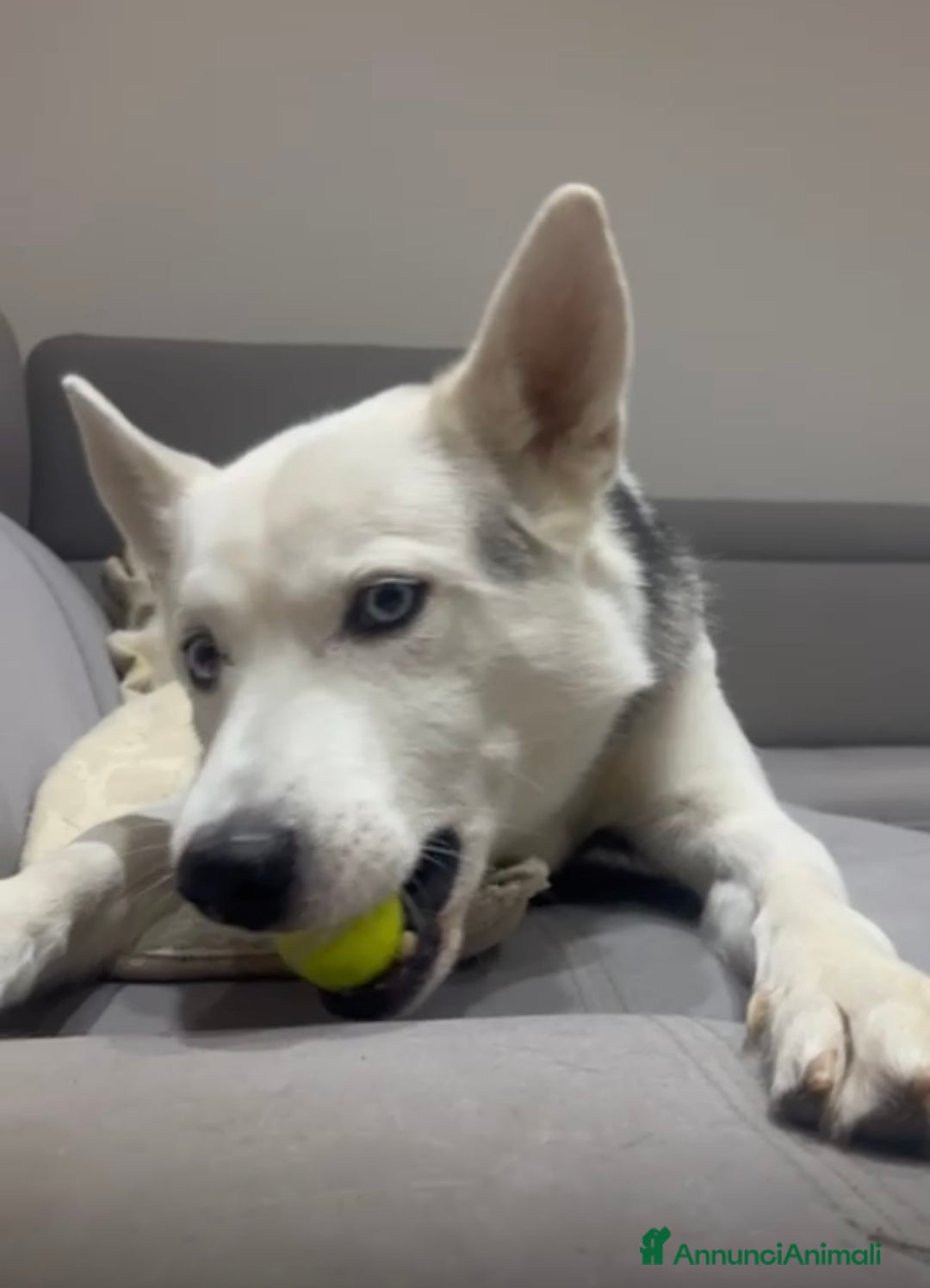 Alaskan Malamute cani in regalo: Bellissimo simil husky cerca casa - Annuncio 1