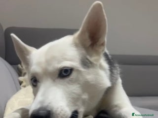 Alaskan Malamute cani Bellissimo simil husky cerca casa - Annuncio 7
