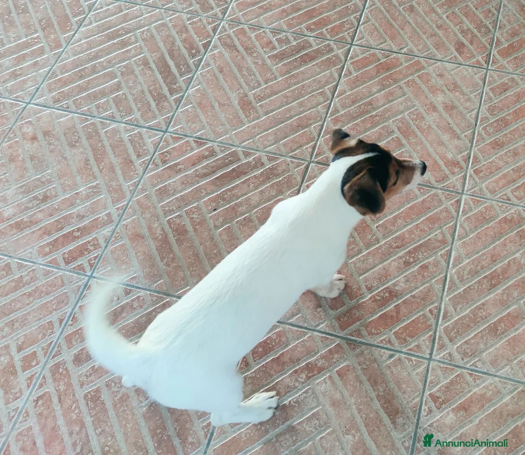 Jack Russell cani in vendita: Cucciolata Jack Russelle Terrier con Pedigree - Annuncio 2