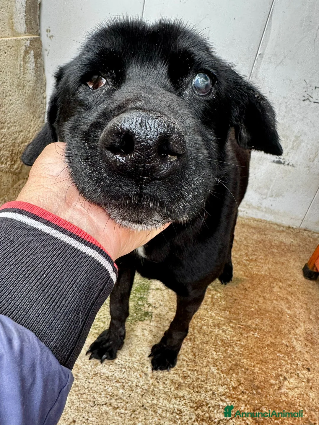 Meticcio cani in regalo: ADOZ.DEL💔:anziano,cieco,sordo,abband.stava morend - Annuncio 2