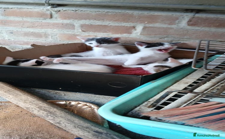 Meticcio gatti a Provincia di Perugia - Annuncio 3