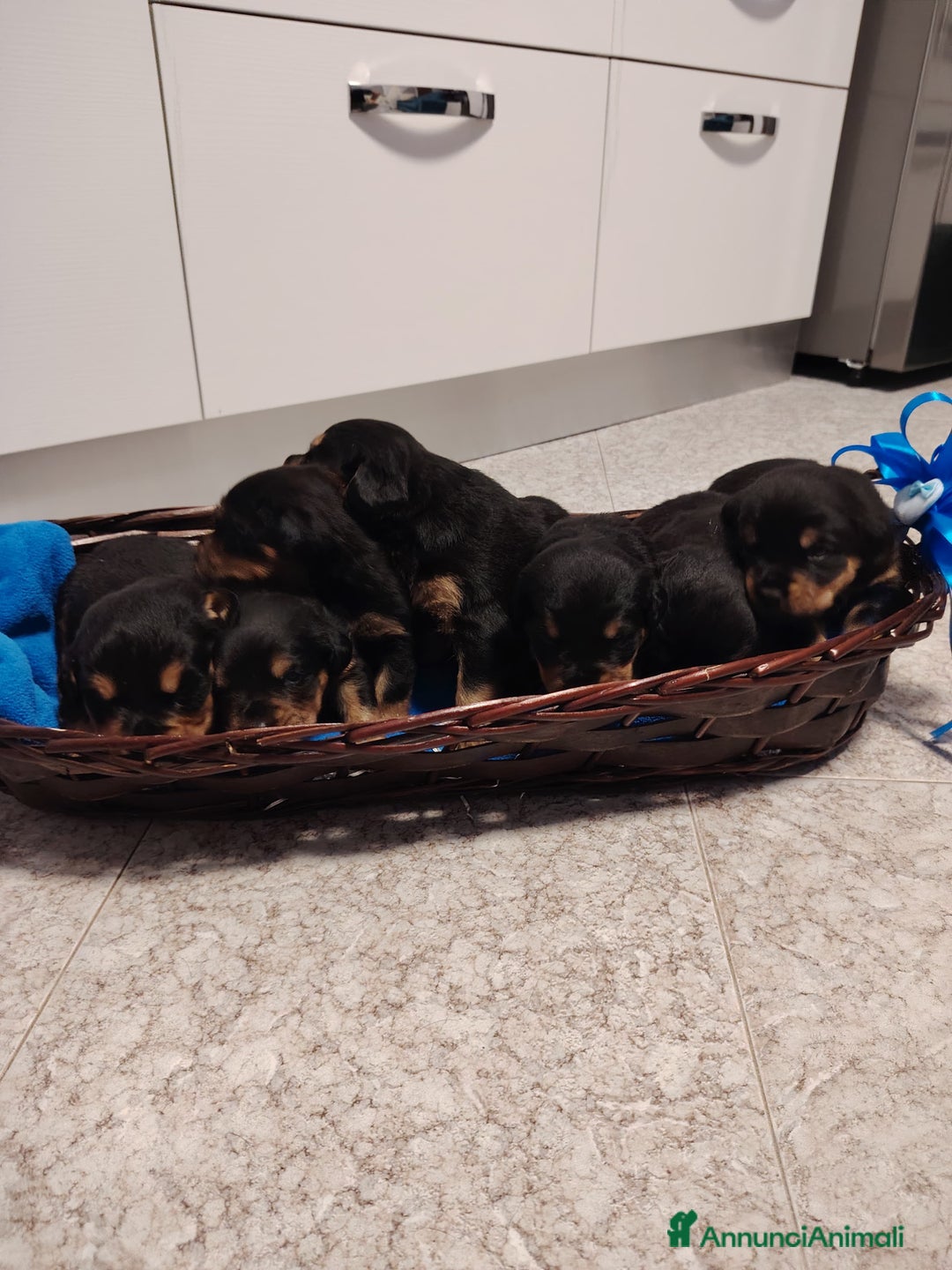 Meticcio cani in vendita: 🐶Cuccioli Rottweiler meticci - Annuncio 5
