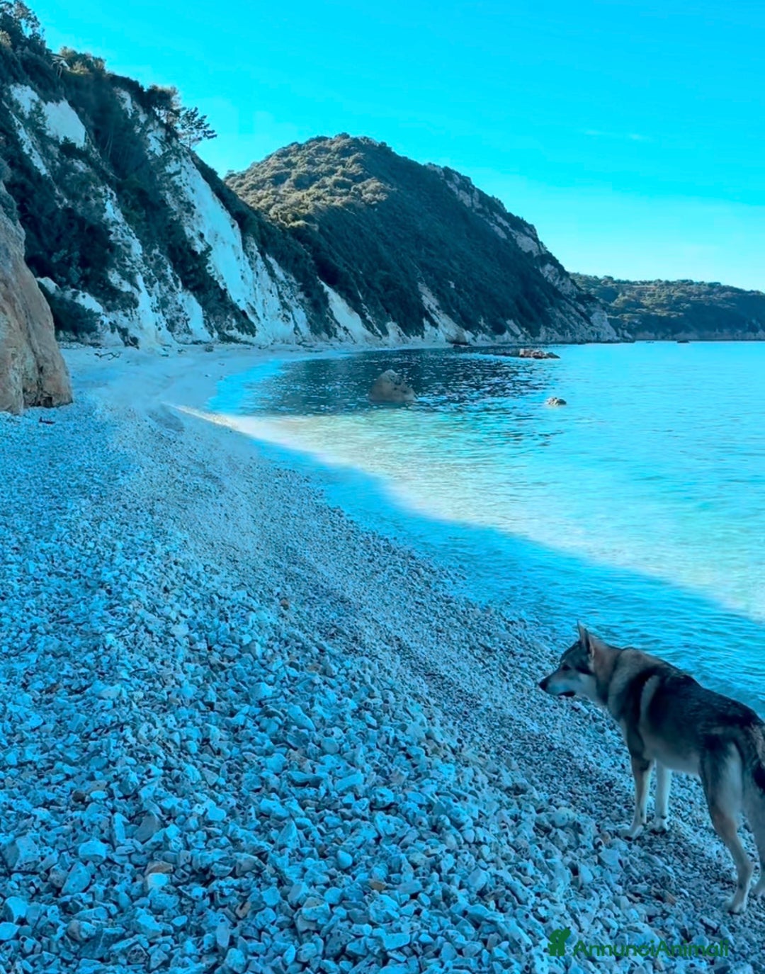 Lupo Cecoslovacco cani in regalo: Vero lupo cecoslovacco 3 anni - Annuncio 5