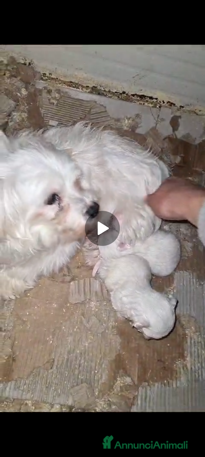 Maltese cani Splendidi maltesini taglia piccola - Annuncio 3