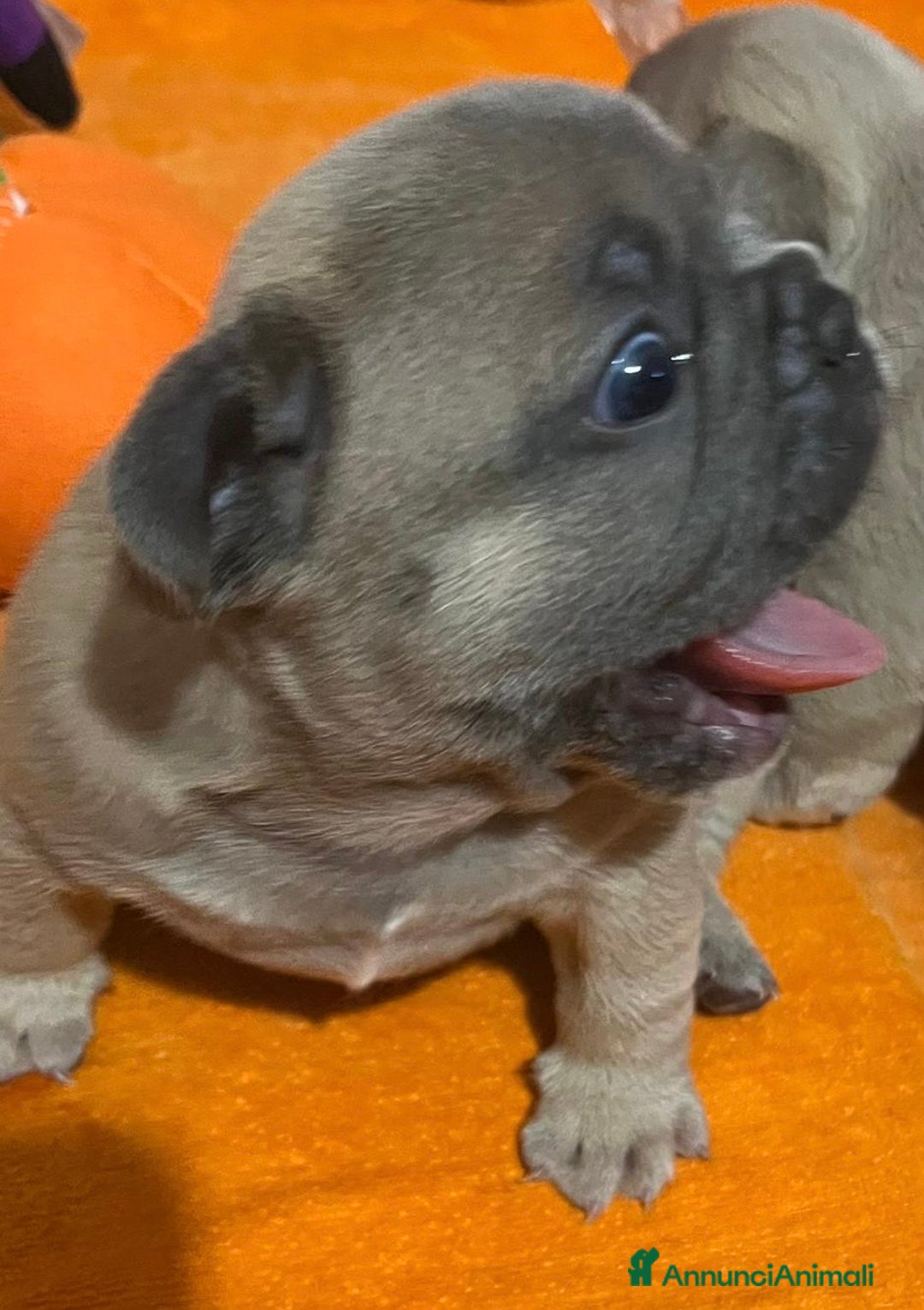 Bulldog Francese cani in vendita: Cuccioli di bulldog francese  - Annuncio 4