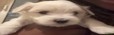 Maltese Cucciolo 1