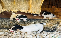Jack Russell cani in vendita: Jack Russell pelo broken/ruvido a Calenzano - Immagine 16