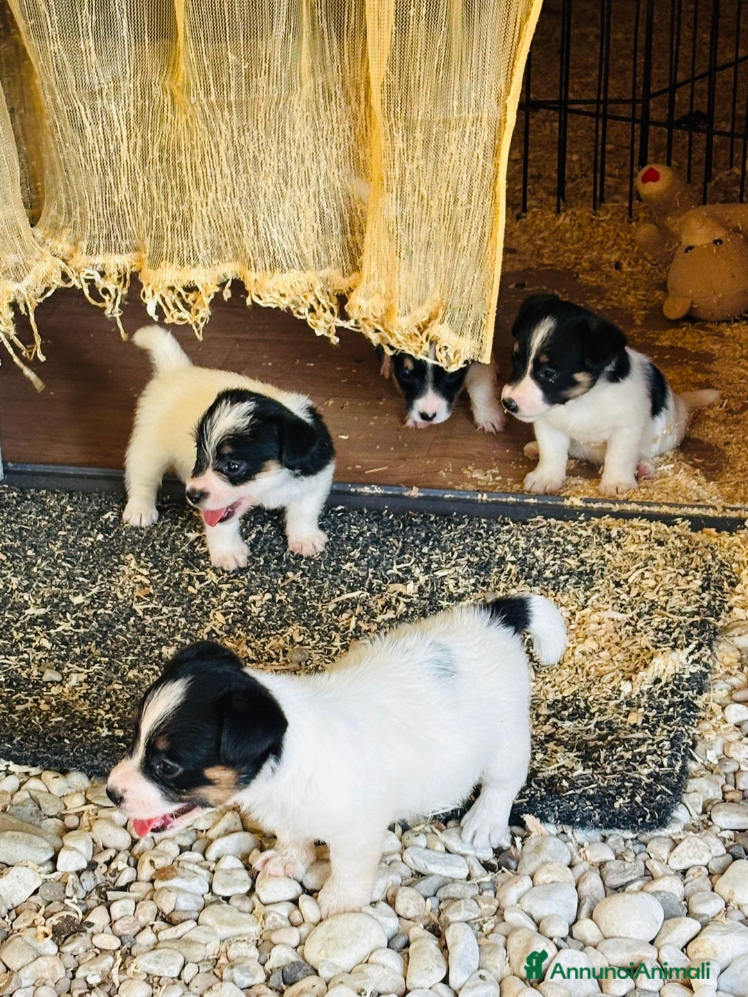 Jack Russell cani in vendita: Jack Russell pelo broken/ruvido a Calenzano - Immagine 16