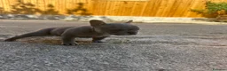 Bulldog Francese cani in vendita: bulldog francese blue merlè e 2 nere tigrate - Annuncio 4