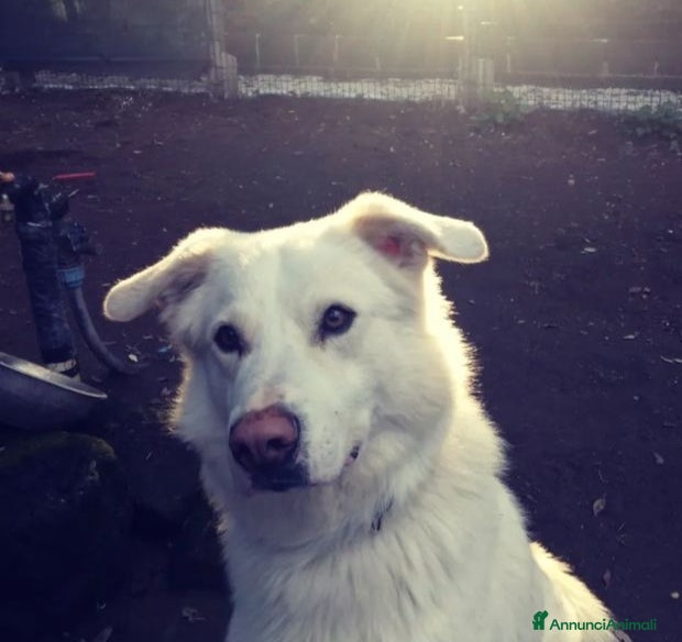 Altre razze cani Adriano, dolce cagnolone cerca famiglia  a Città metropolitana di Roma Capitale - Annuncio 2