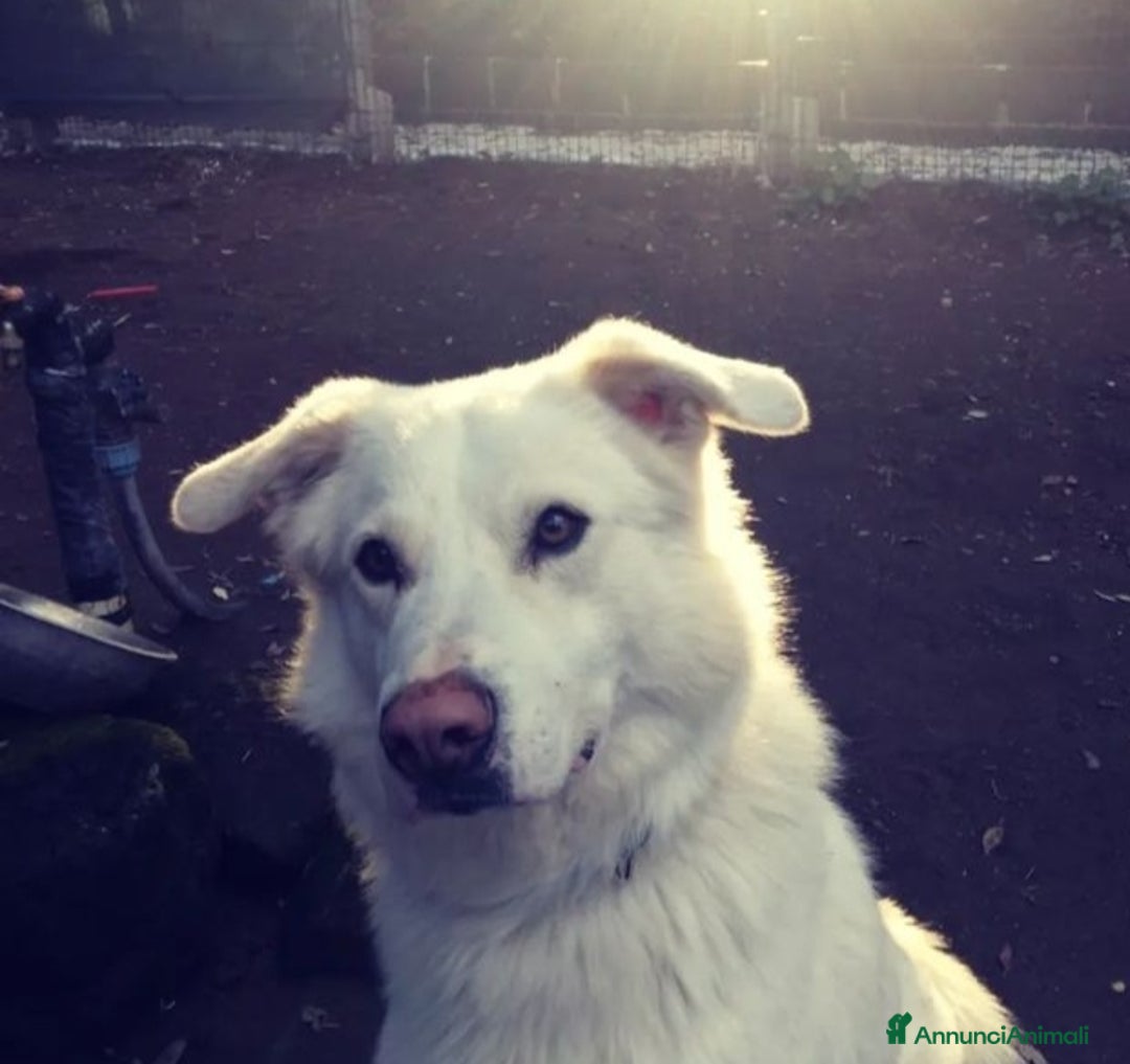 Altre razze cani in regalo: Adriano, dolce cagnolone cerca famiglia  a Città metropolitana di Roma Capitale - Annuncio 2