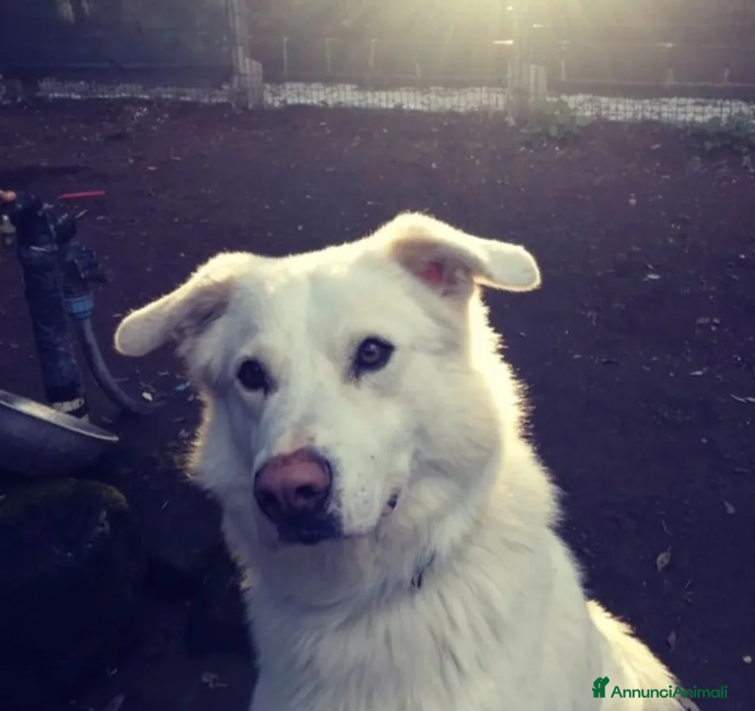 Altre razze cani in regalo: Adriano, dolce cagnolone cerca famiglia  a Città metropolitana di Roma Capitale - Annuncio 2